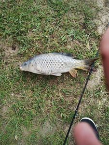 Common Carp