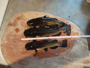 Black Bullhead