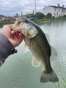 Largemouth Bass