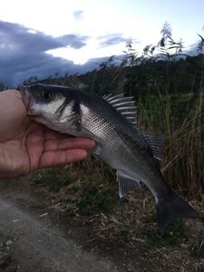 European Bass (Seabass)