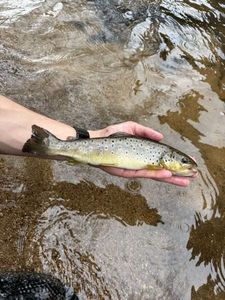 Brown Trout
