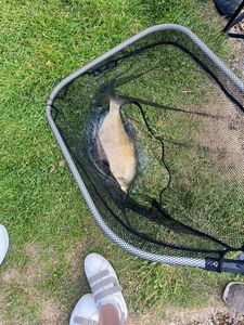 Common Bream