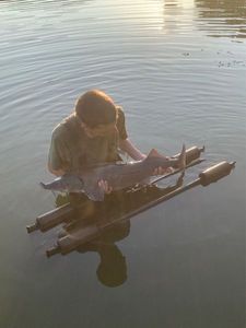 Siberian Sturgeon
