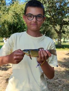 Tench