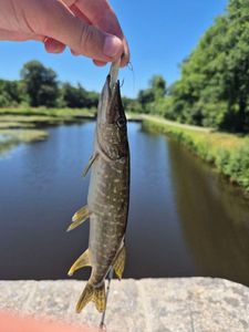 European Perch