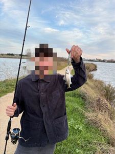 European Bass (Seabass)