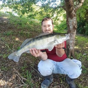Zander
