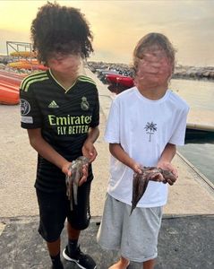 Common Octopus