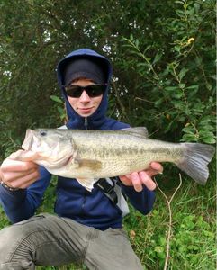 Largemouth Bass