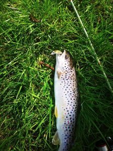 Brown Trout