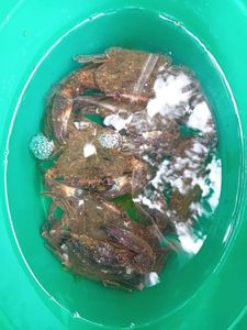 Velvet Swimming Crab