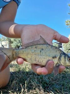 Common Carp