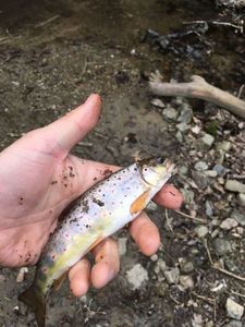 Brown Trout