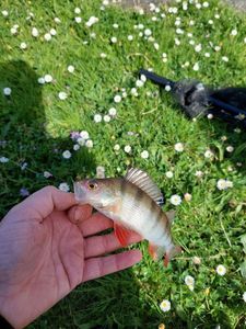 European Perch