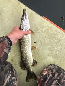 Northern Pike
