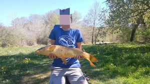Common Carp