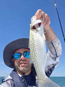 Spotted Seabass