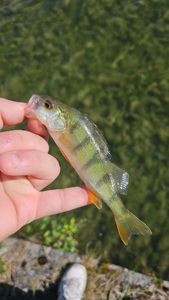 European Perch
