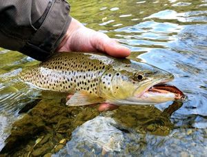 Brown Trout