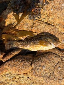 Ballan Wrasse