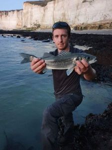 European Bass (Seabass)