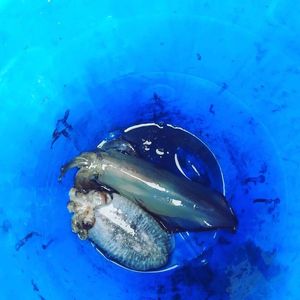 Common Cuttlefish