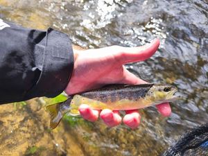 Brown Trout