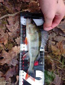European Perch