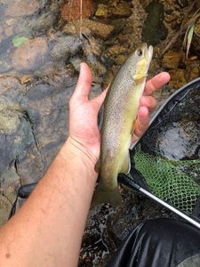 Brown Trout