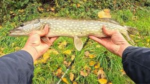 Northern Pike