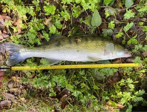 Zander
