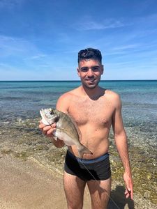 Gilthead Seabream