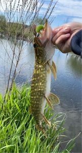 Northern Pike