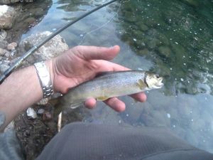 Brown Trout