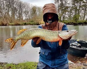 Northern Pike