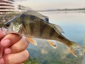 European Perch