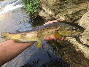 Brown Trout