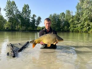 Common Carp
