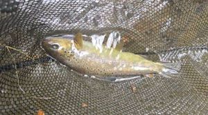 Brown Trout