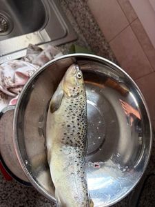 Brown Trout
