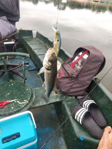 European Bass (Seabass)