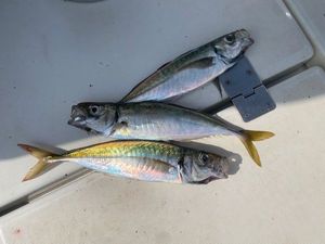 Cape Horse Mackerel