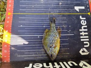 Green Sunfish