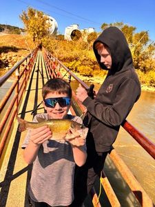 Rock Bass