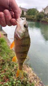 European Perch