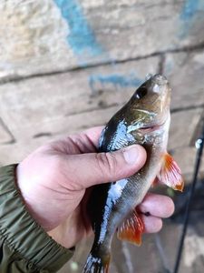European Perch
