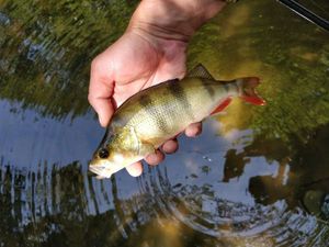 European Perch