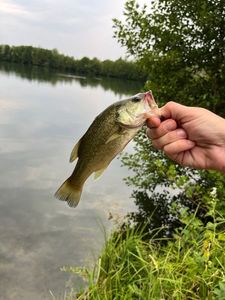 Largemouth Bass