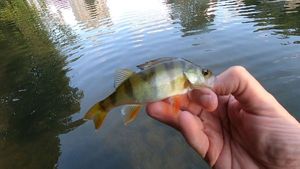 European Perch