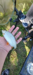 Roach